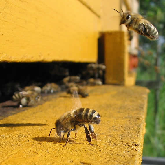 Control de abejas