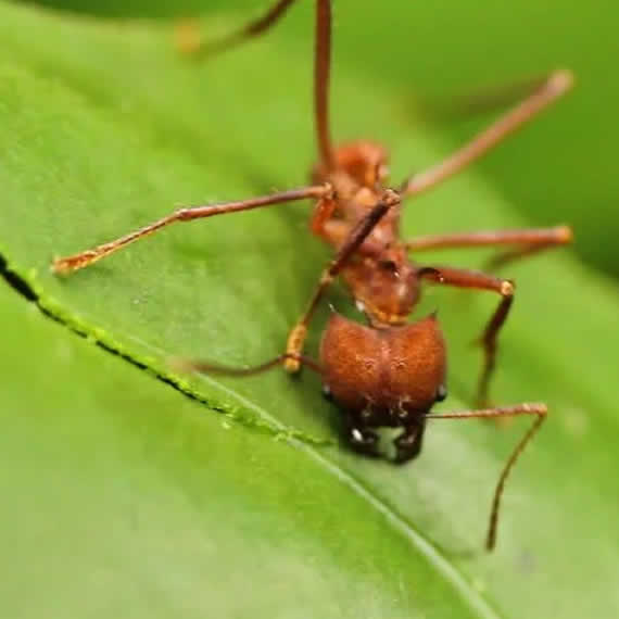 Control de Hormigas Arrieras Cortadoras